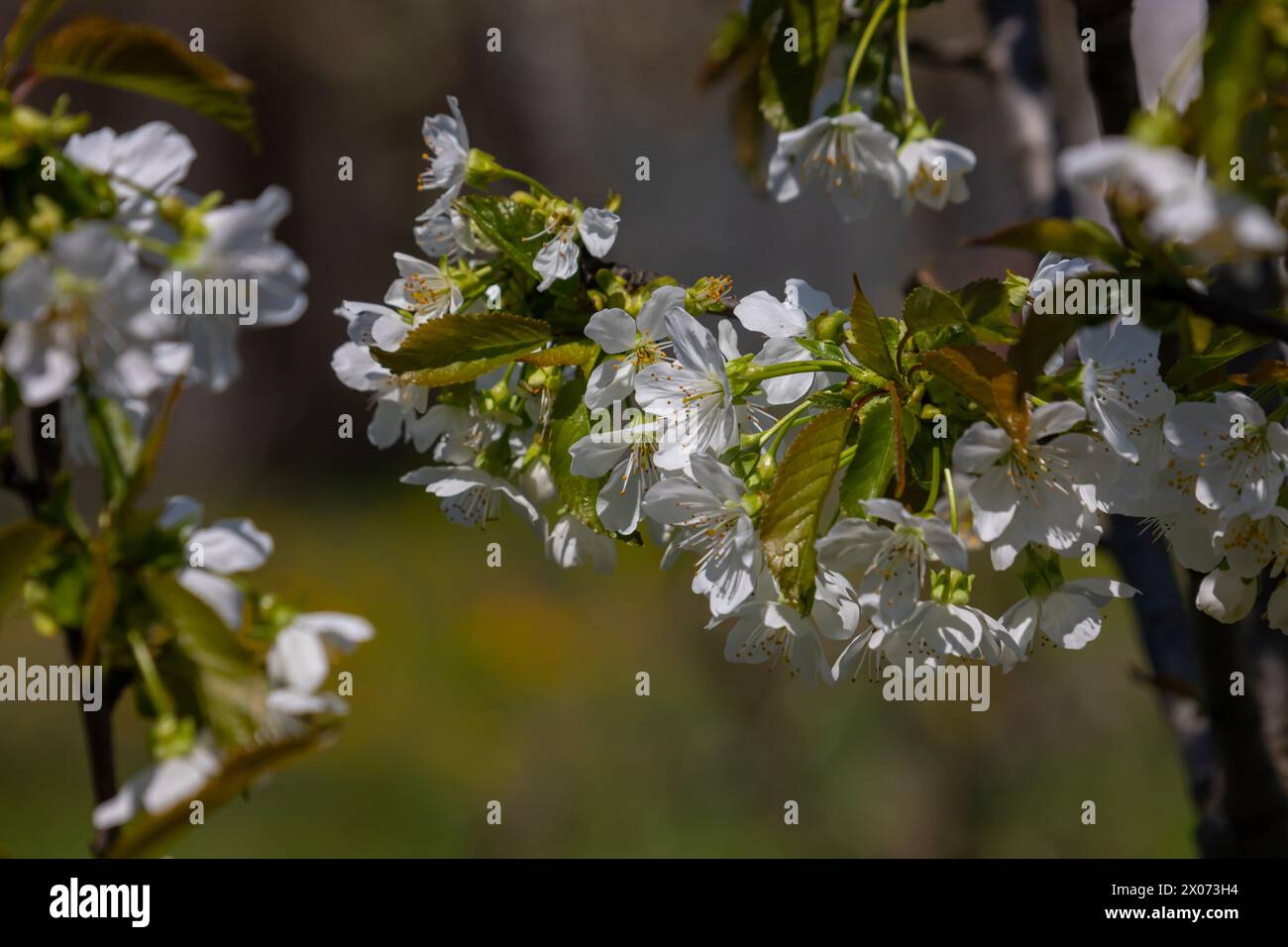 Foyer sélectif de belles branches de cerisiers en fleurs sur l'arbre sous ciel bleu, belles fleurs Sakura pendant la saison de printemps dans le parc, Floral Banque D'Images