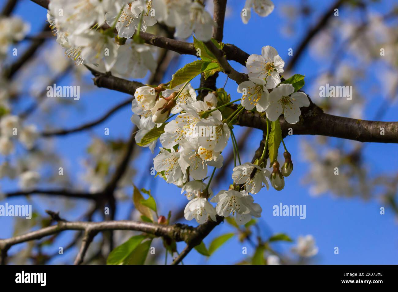 Foyer sélectif de belles branches de cerisiers en fleurs sur l'arbre sous ciel bleu, belles fleurs Sakura pendant la saison de printemps dans le parc, Floral Banque D'Images