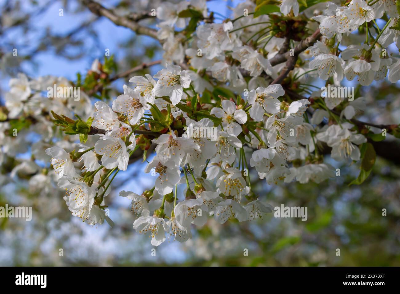 Foyer sélectif de belles branches de cerisiers en fleurs sur l'arbre sous ciel bleu, belles fleurs Sakura pendant la saison de printemps dans le parc, Floral Banque D'Images