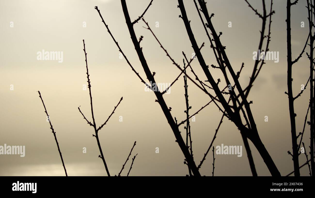 coucher de soleil entre les branches d'un arbre. silhouette Banque D'Images