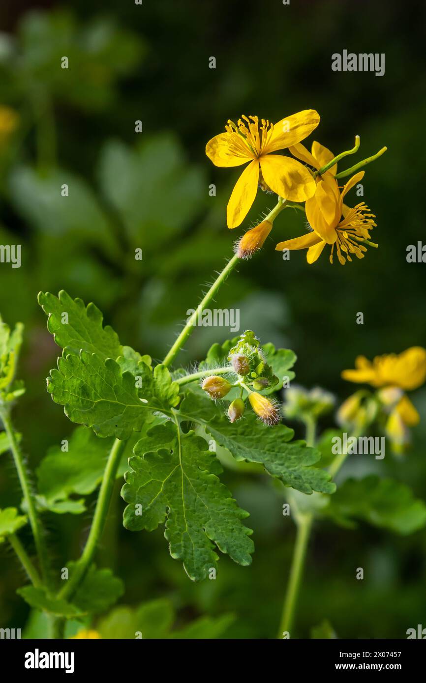 Macro photo de la nature des fleurs jaunes de celandine. Arrière-plan fleurs fleurs plante celandine. Banque D'Images