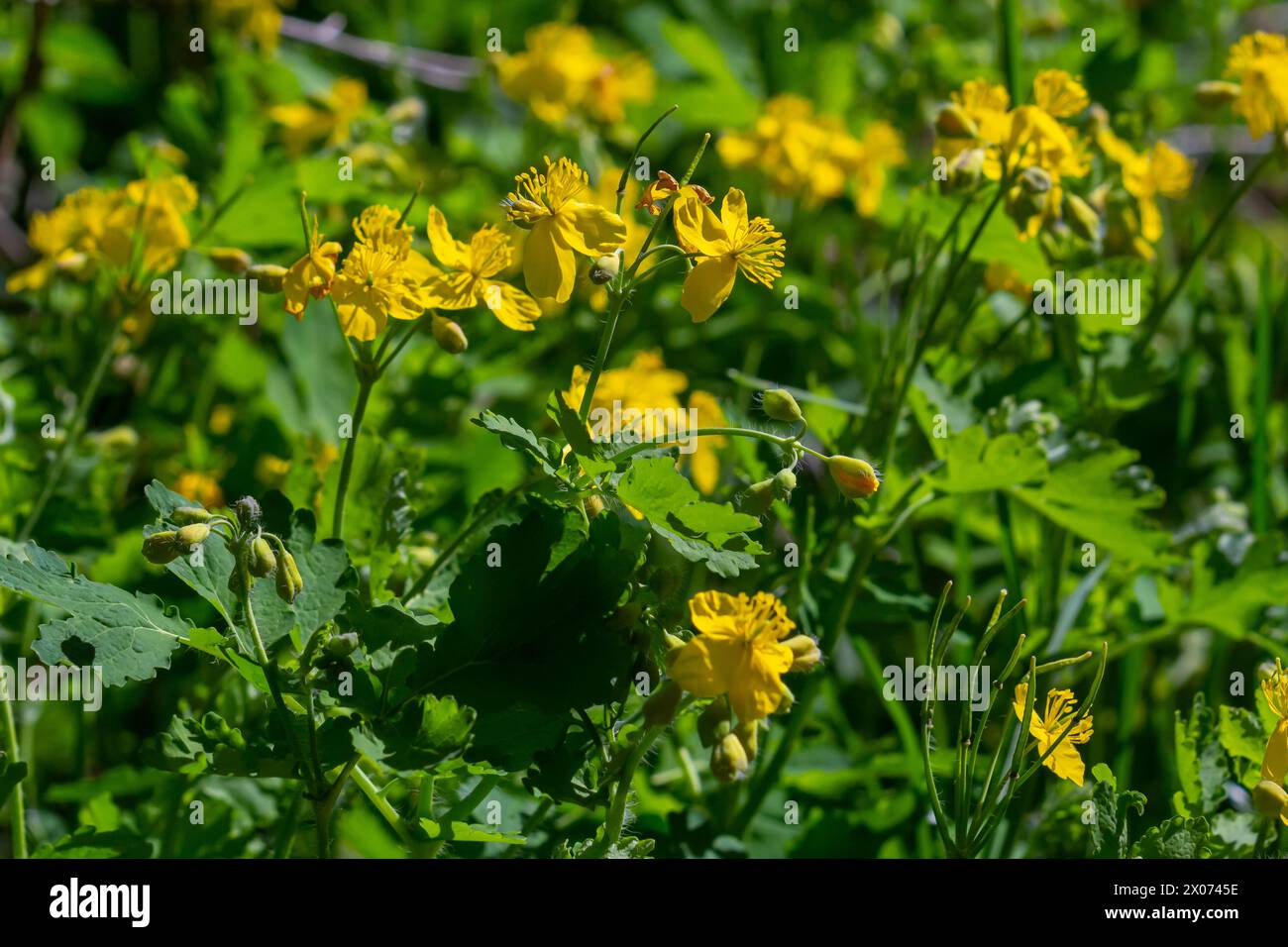 Macro photo de fleurs jaunes naturelles de celandine. Arrière-plan fleurs fleurs plante celandine. Banque D'Images