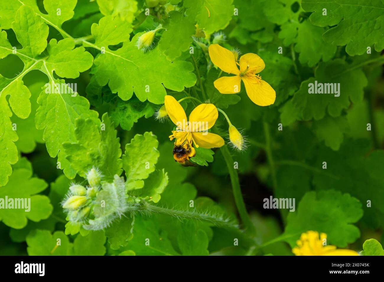 Macro photo de fleurs jaunes naturelles de celandine. Arrière-plan fleurs fleurs plante celandine. Banque D'Images