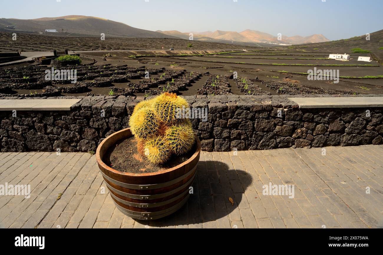 Une plantation de vin (Bodega) sur l'île de Lanzarote. Les vignes poussent dans des cendres volcaniques et sont protégées du vent par des murs de pierre semi-circulaires. Banque D'Images