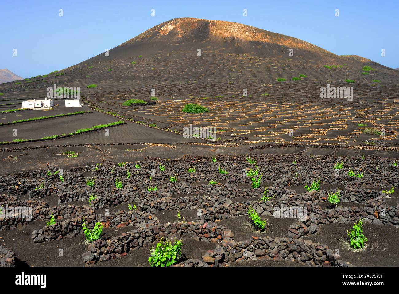 Une plantation de vin (Bodega) sur l'île de Lanzarote. Les vignes poussent dans des cendres volcaniques et sont protégées du vent par des murs de pierre semi-circulaires. Banque D'Images