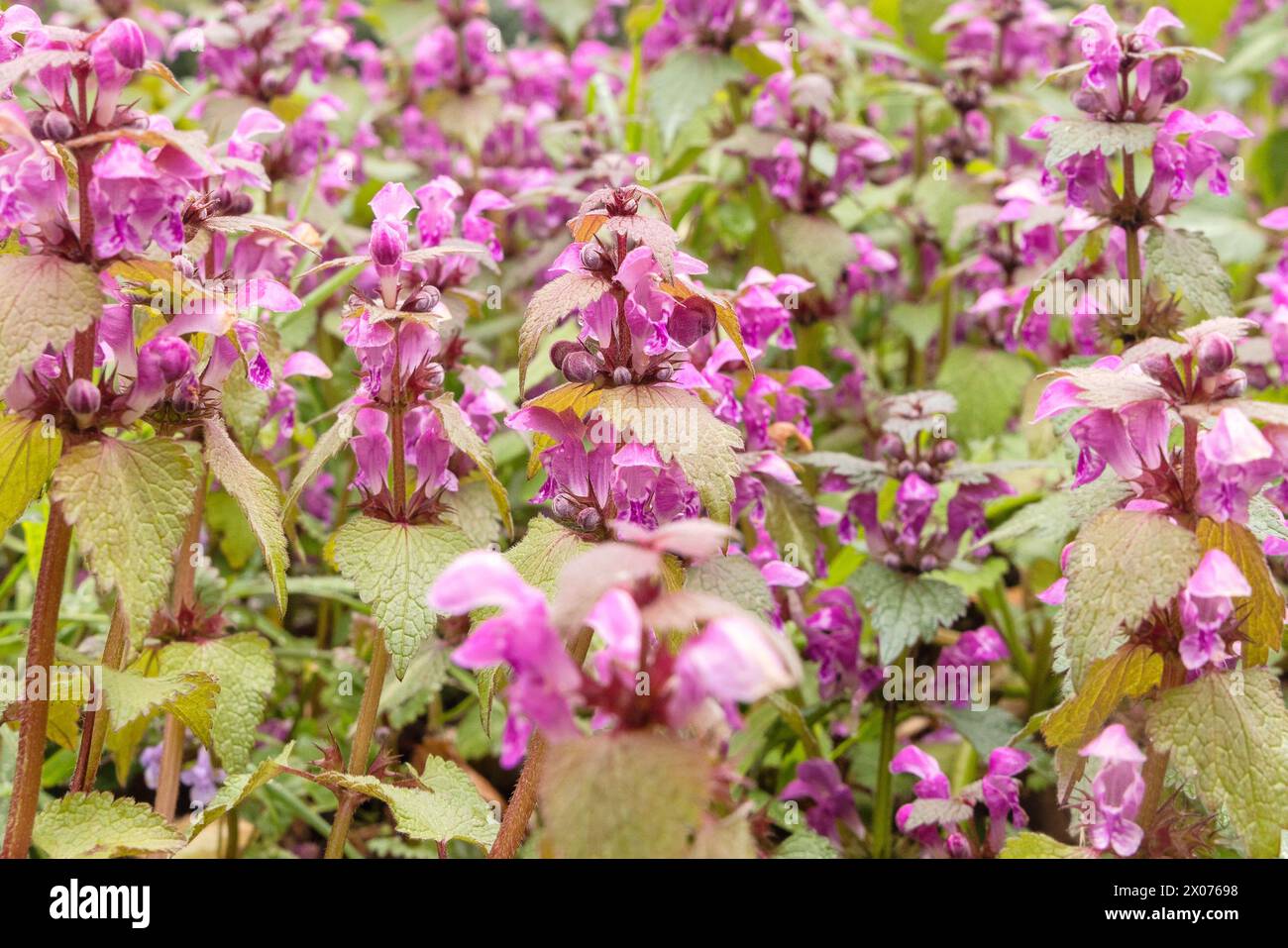 Fleur de lamium maculatum, également connue sous le nom de dragon violet. Banque D'Images