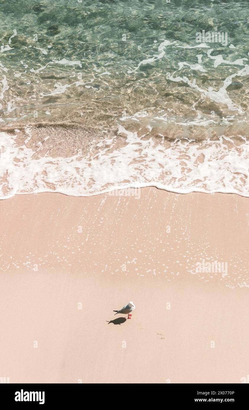 Seagull's Paradise : un havre côtier serein avec des sables roses, des eaux cristallines et un soleil éclatant Banque D'Images