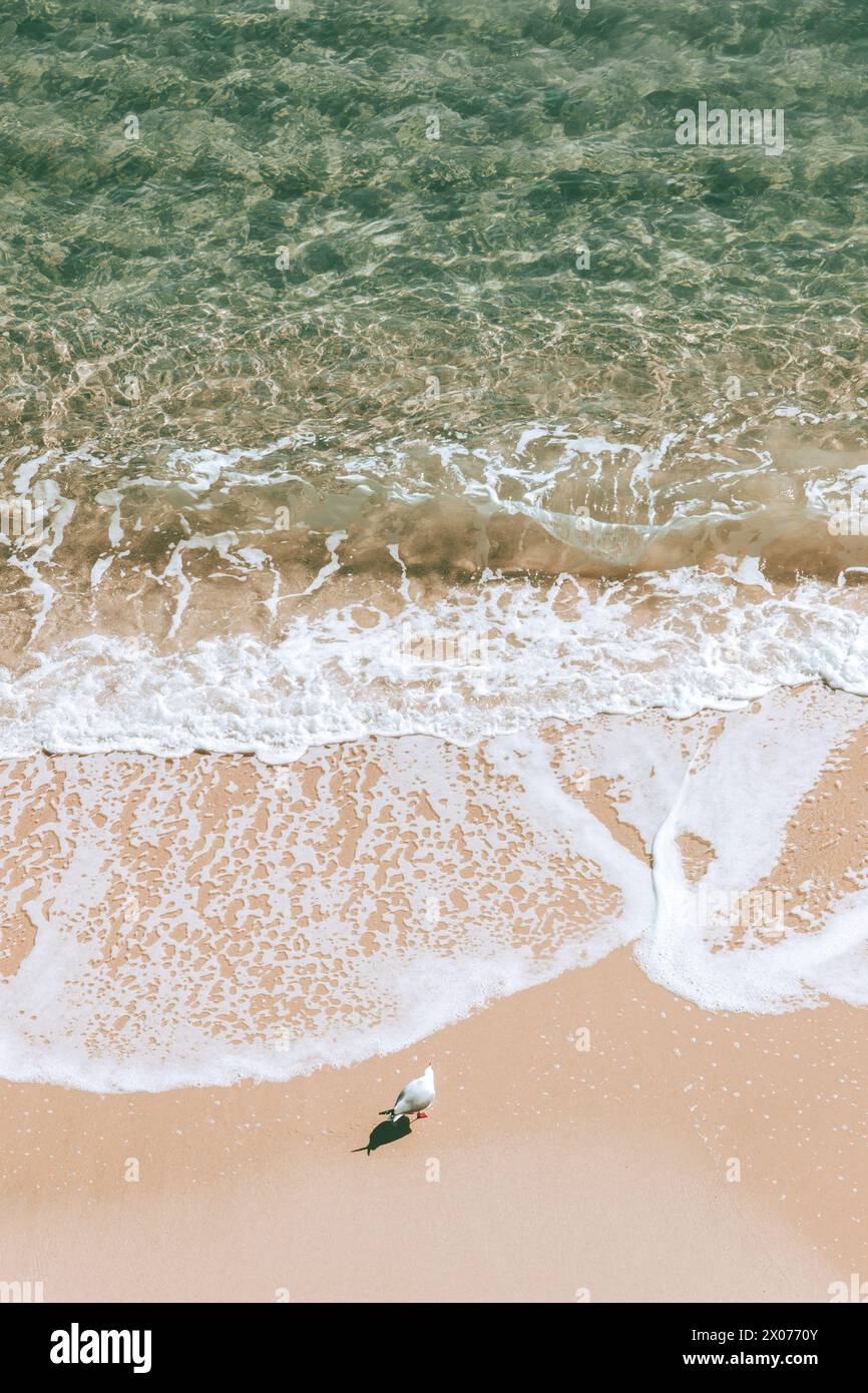 Seagull's Paradise : un havre côtier serein avec des sables roses, des eaux cristallines et un soleil éclatant Banque D'Images