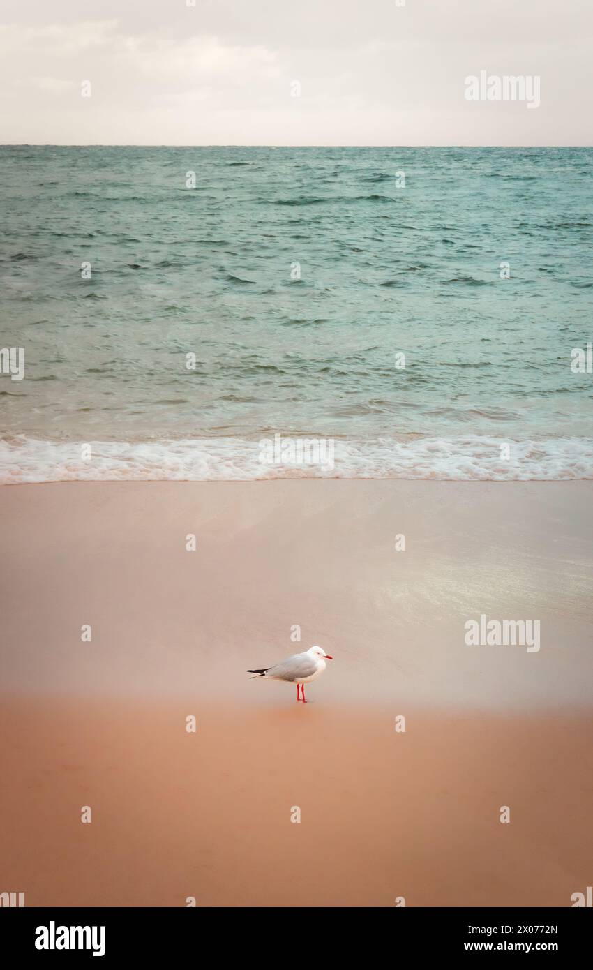 Seagull's Paradise : un havre côtier serein avec des sables roses, des eaux cristallines et un soleil éclatant Banque D'Images