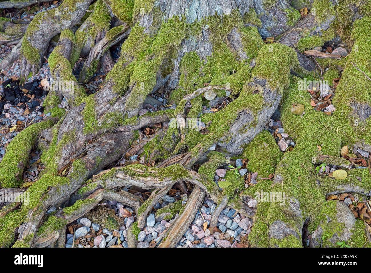 Gros plan des racines d'arbres sur un sol rocheux en été. Banque D'Images