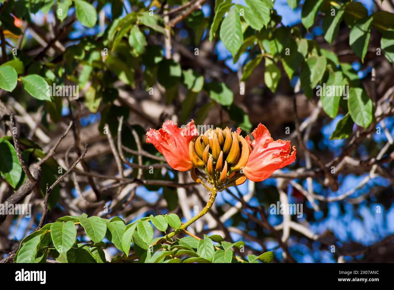 Tulipe africaine à Tenerife Banque D'Images