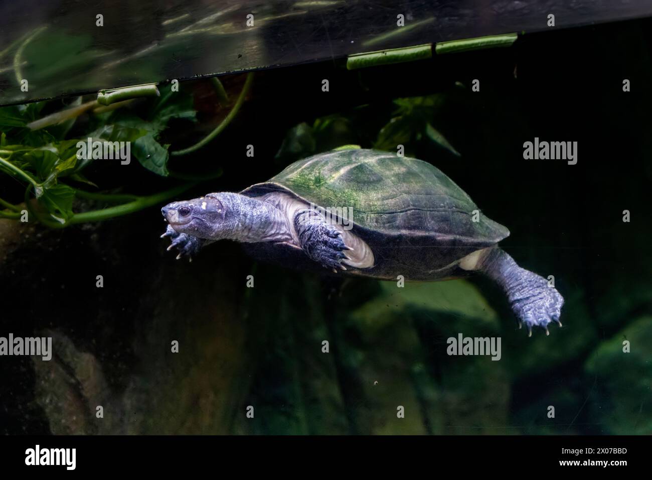 La tortue noire indienne (Melanochelys trijuga) est une espèce de tortue d'eau douce de taille moyenne que l'on trouve en Asie du Sud. Banque D'Images