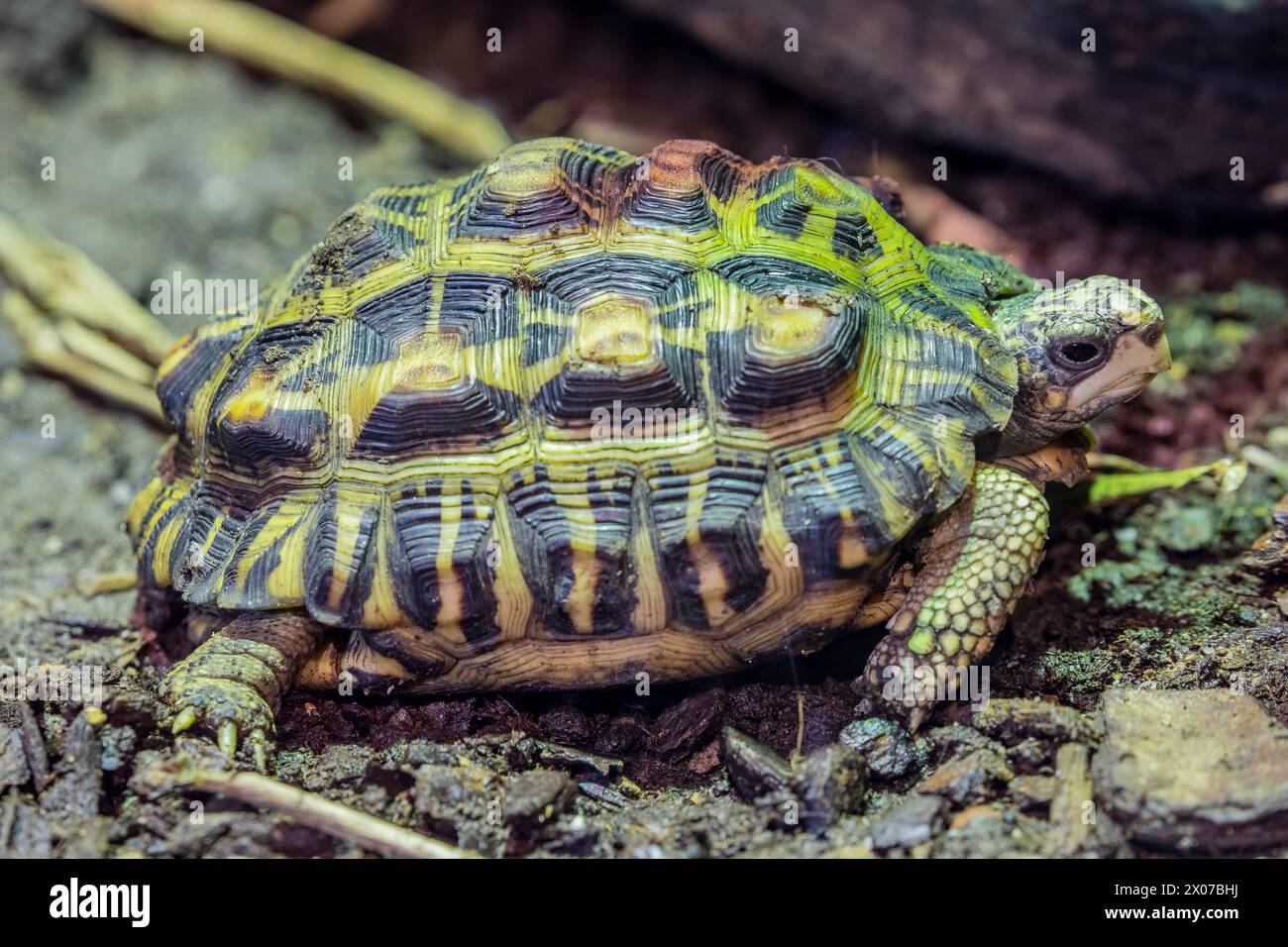 La tortue araignée à dos plat (Pyxis planicauda) est une tortue appartenant à la famille des Testudinidae. Elle est endémique de la côte ouest de Madagascar Banque D'Images