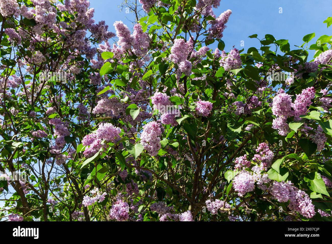 Lilas commun (Syringa vulgaris) floraison précoce en avril, Hongrie Banque D'Images