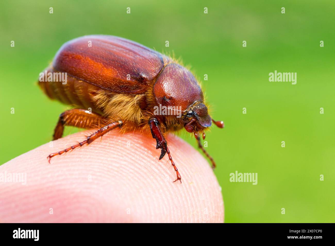 Cockchafer, punaise (Holochelus aequinoctialis) sur les doigts au printemps avril, Hongrie Banque D'Images