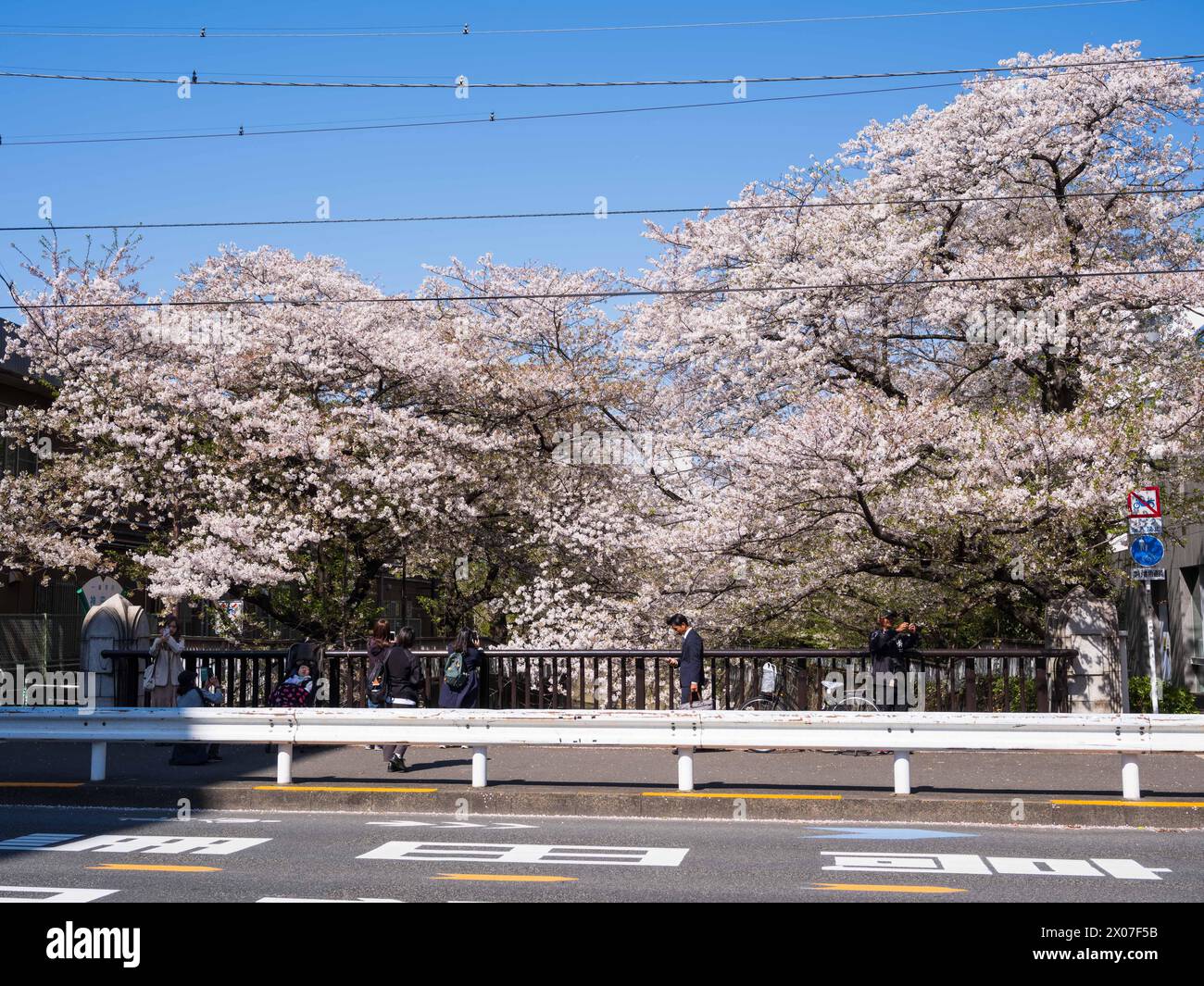 (240410) -- TOKYO, 10 avril 2024 (Xinhua) -- les gens voient des cerisiers en fleurs près de la rivière Kanda à Tokyo, Japon, 10 avril 2024. (Xinhua/Zhang Xiaoyu) Banque D'Images