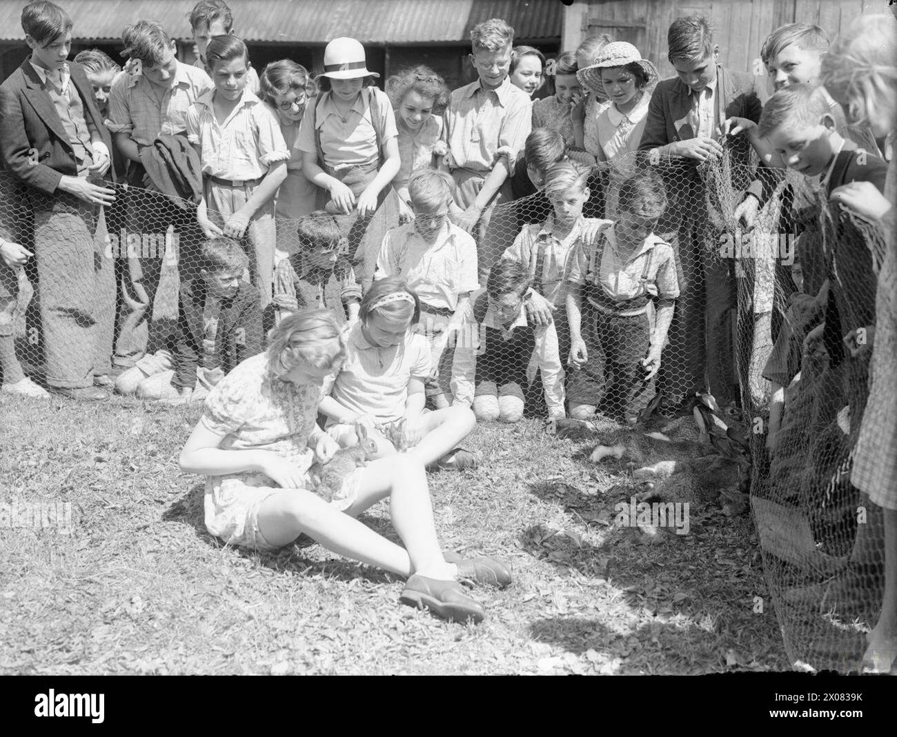 Les filles de l'école Ashwell Merchant Taylors, Hertfordshire, s'occupent des lièvres belges dans le cadre des activités agricoles de guerre, y compris la culture de terres et l'élevage de porcs, de moutons et de chèvres en 1942. Banque D'Images