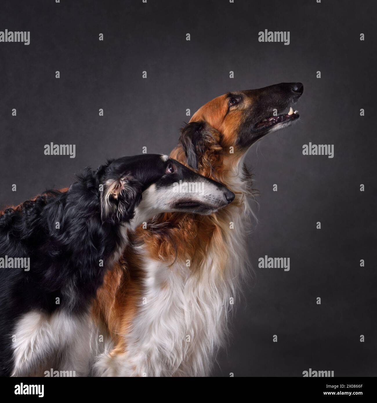 Deux chiens de chasse russes de couleur noire et rouge sighthounds sur fond noir Banque D'Images