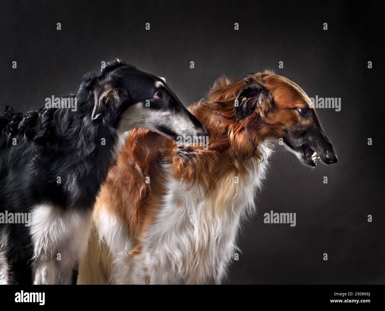 Studio shot de belles couleurs noir et rouge russes de chasse sighthounds chiens isolés sur fond noir Banque D'Images