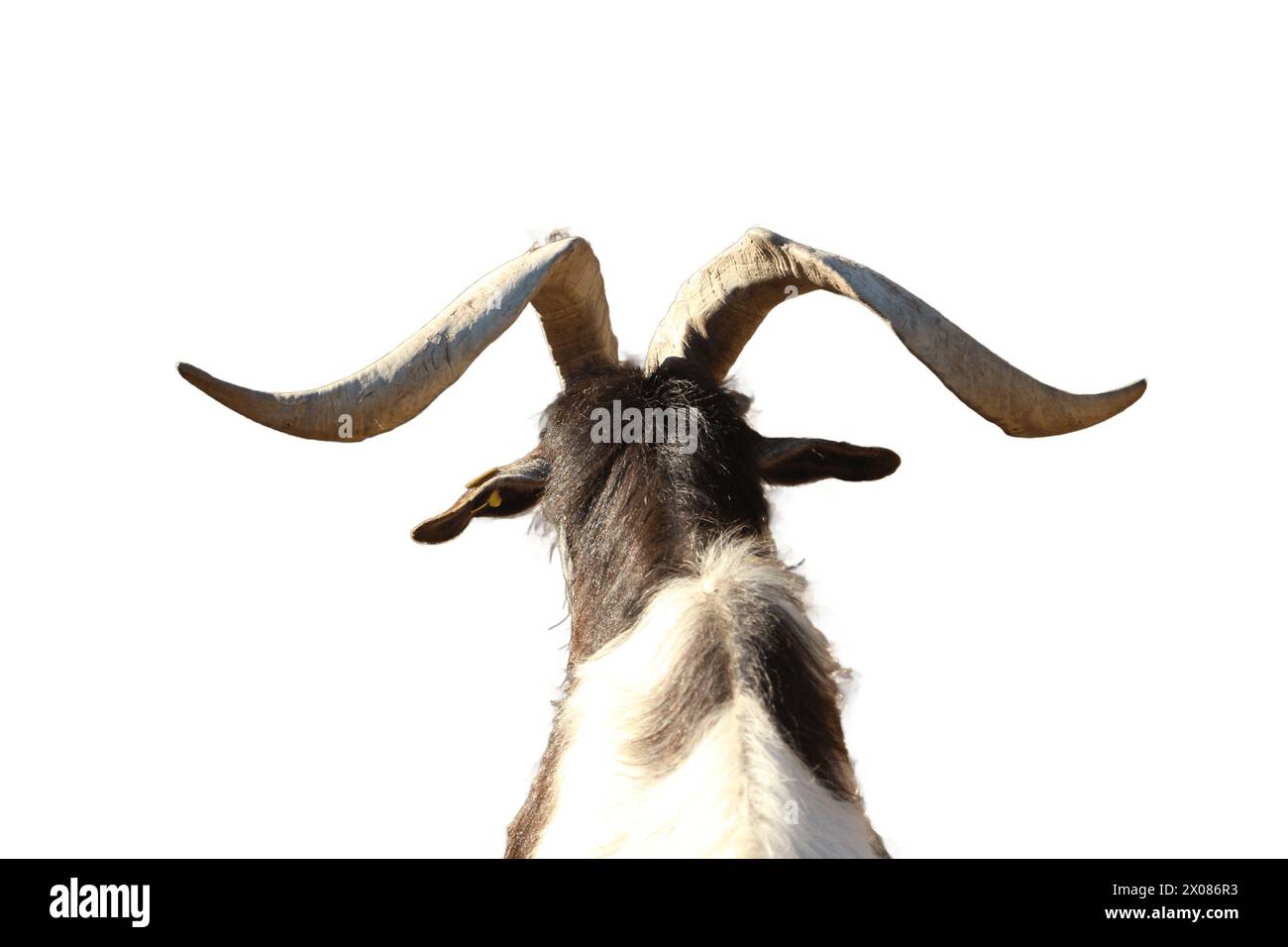 Une image isolée mettant en valeur la beauté majestueuse et les détails complexes des cornes de chèvre, parfaite pour les projets cherchant à capturer l'essence de Wildern Banque D'Images