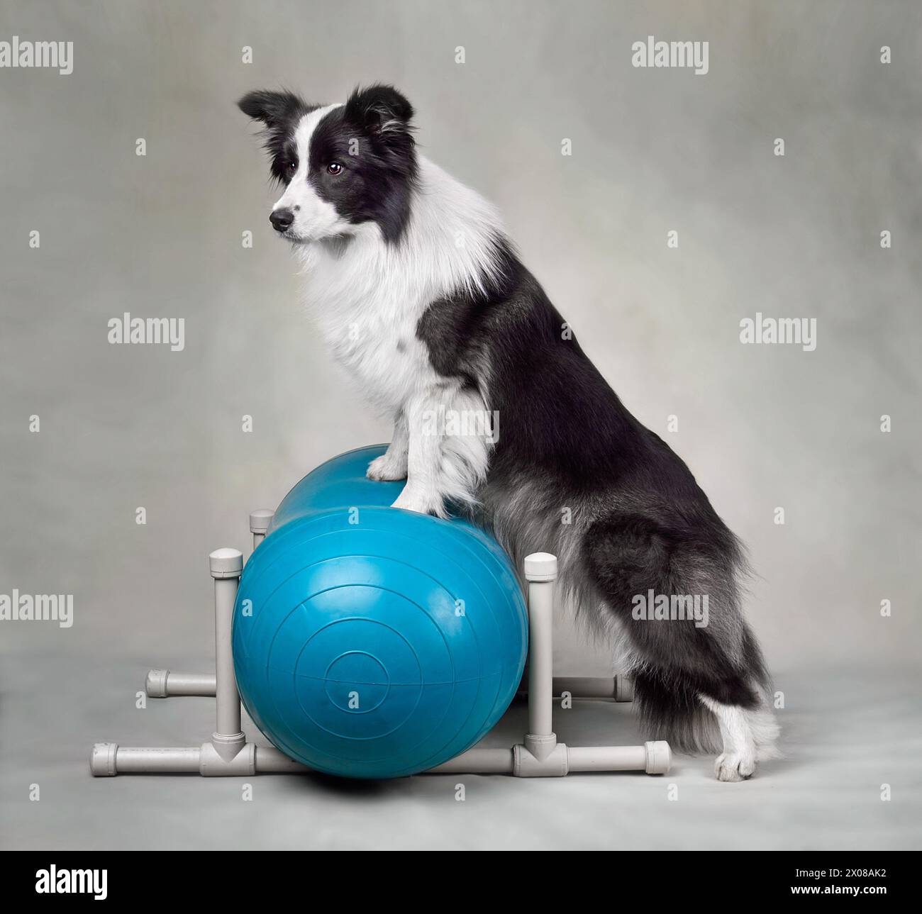 Mignon Pborder collie pratiquant l'entraînement de fitness de chien sur un ballon d'équilibre sportif pour l'exercice de rééducation Banque D'Images