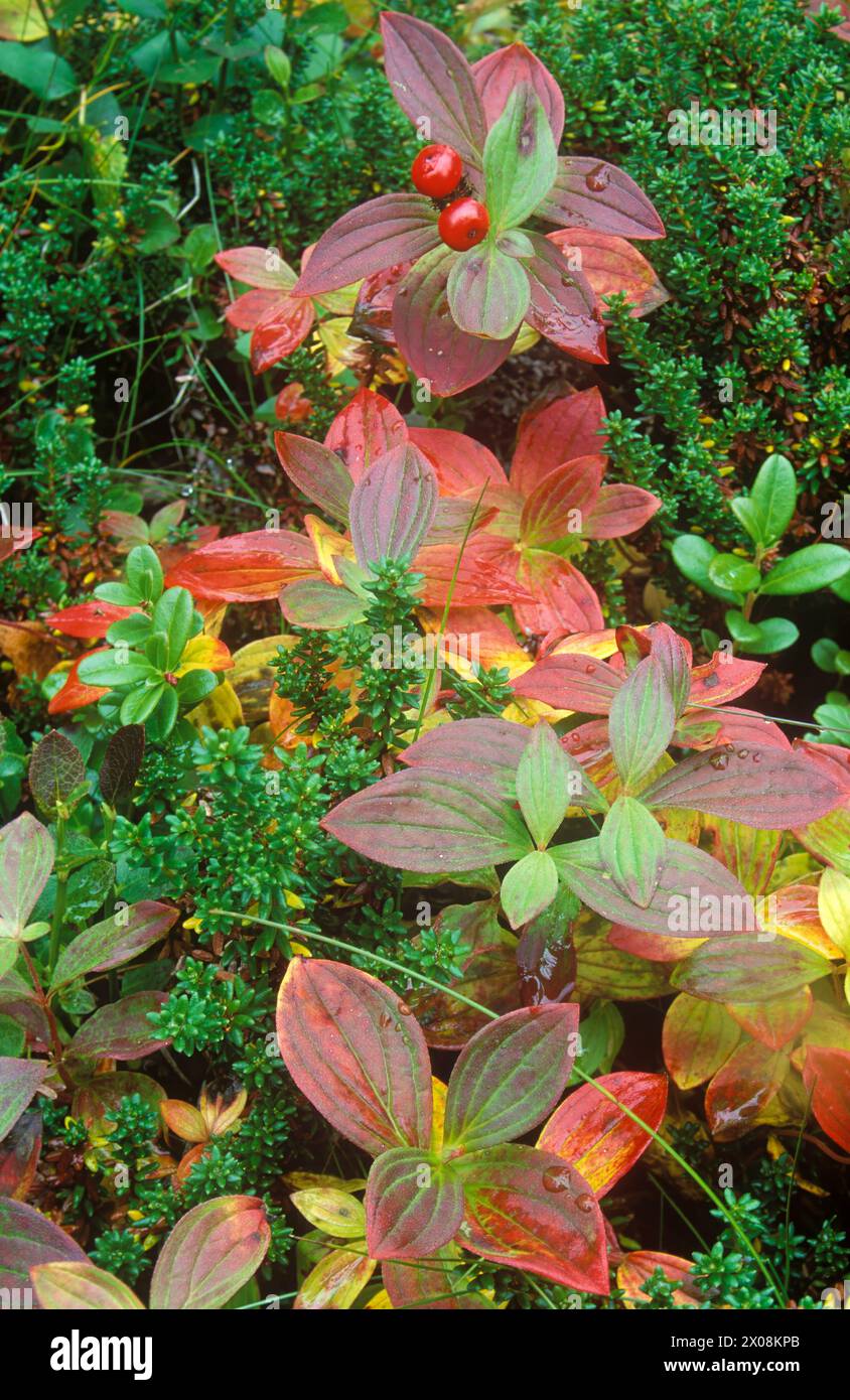 Cornus suecica. Nain cornel Banque D'Images