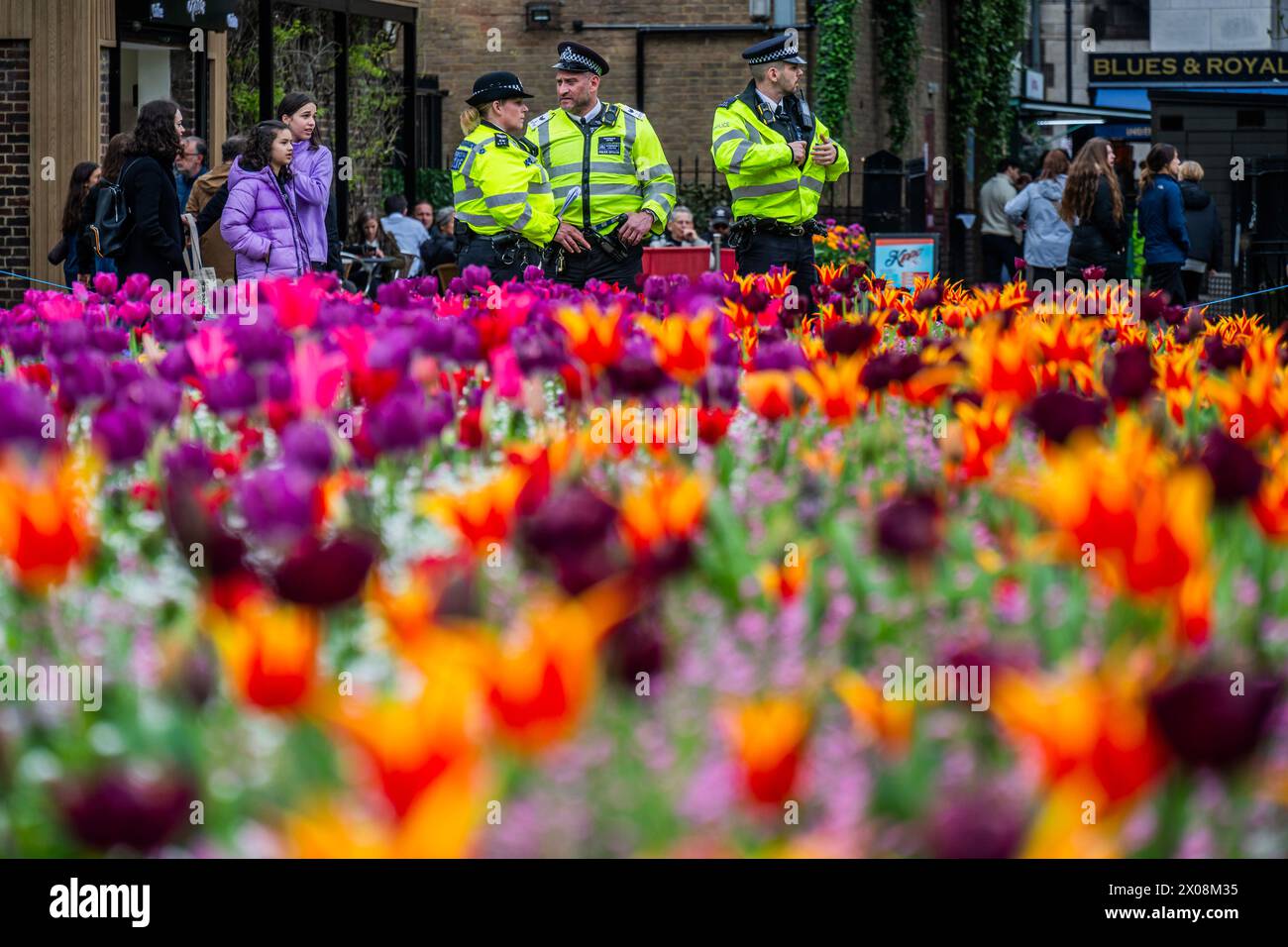 Londres, Royaume-Uni. 10 avril 2024. La police patrouille dans la zone en attendant le début d'une marche des revendications de la jeunesse en soutien à la Palestine et contre l'assaut israélien de Gaza - les visiteurs apprécient le spectacle alors que le printemps fait ressortir une vif exposition des couleurs des tulipes dans les jardins Victoria Embankment à Londres. Crédit : Guy Bell/Alamy Live News Banque D'Images