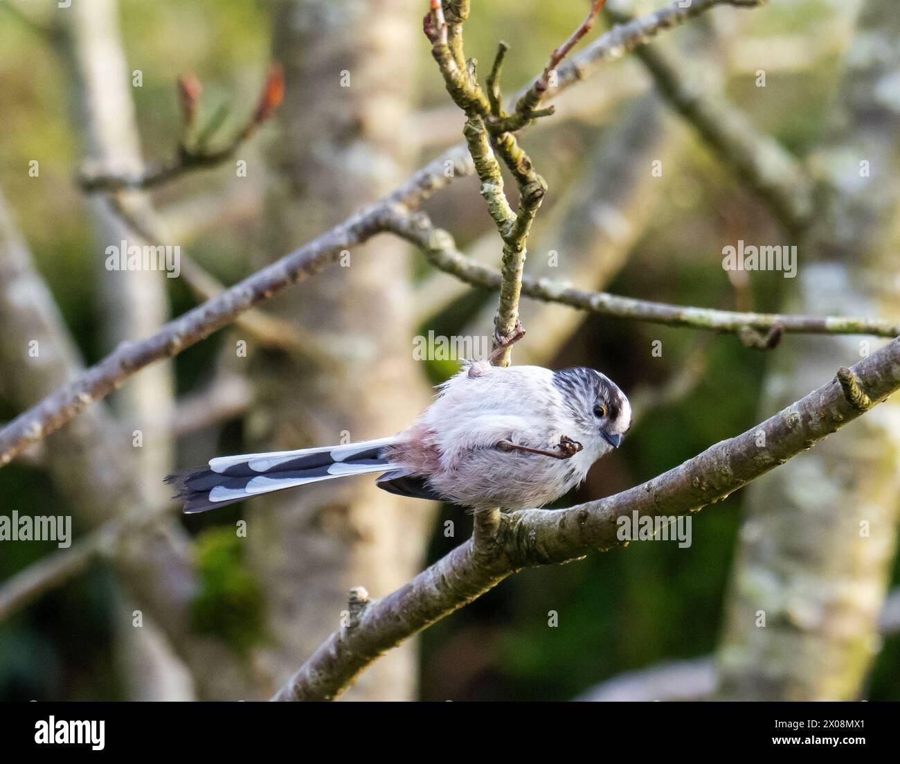 Un Tit à longue queue, Aegithalos caudatus tenant une graine dans une jambe tout en pendant de l'autre dans un Ambleside, jardin, Lake District, Royaume-Uni. Banque D'Images