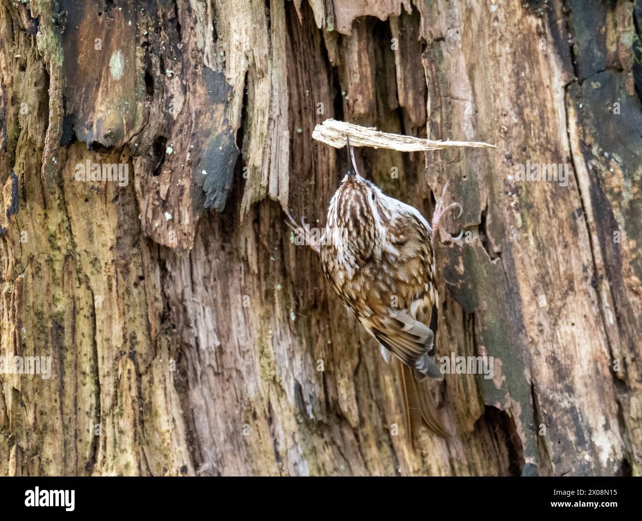 Un Treecreeper, Certhia Familiaris transportant du matériel de nidification à Leighton Moss, SAilverdale, Lancashire, Royaume-Uni. Banque D'Images