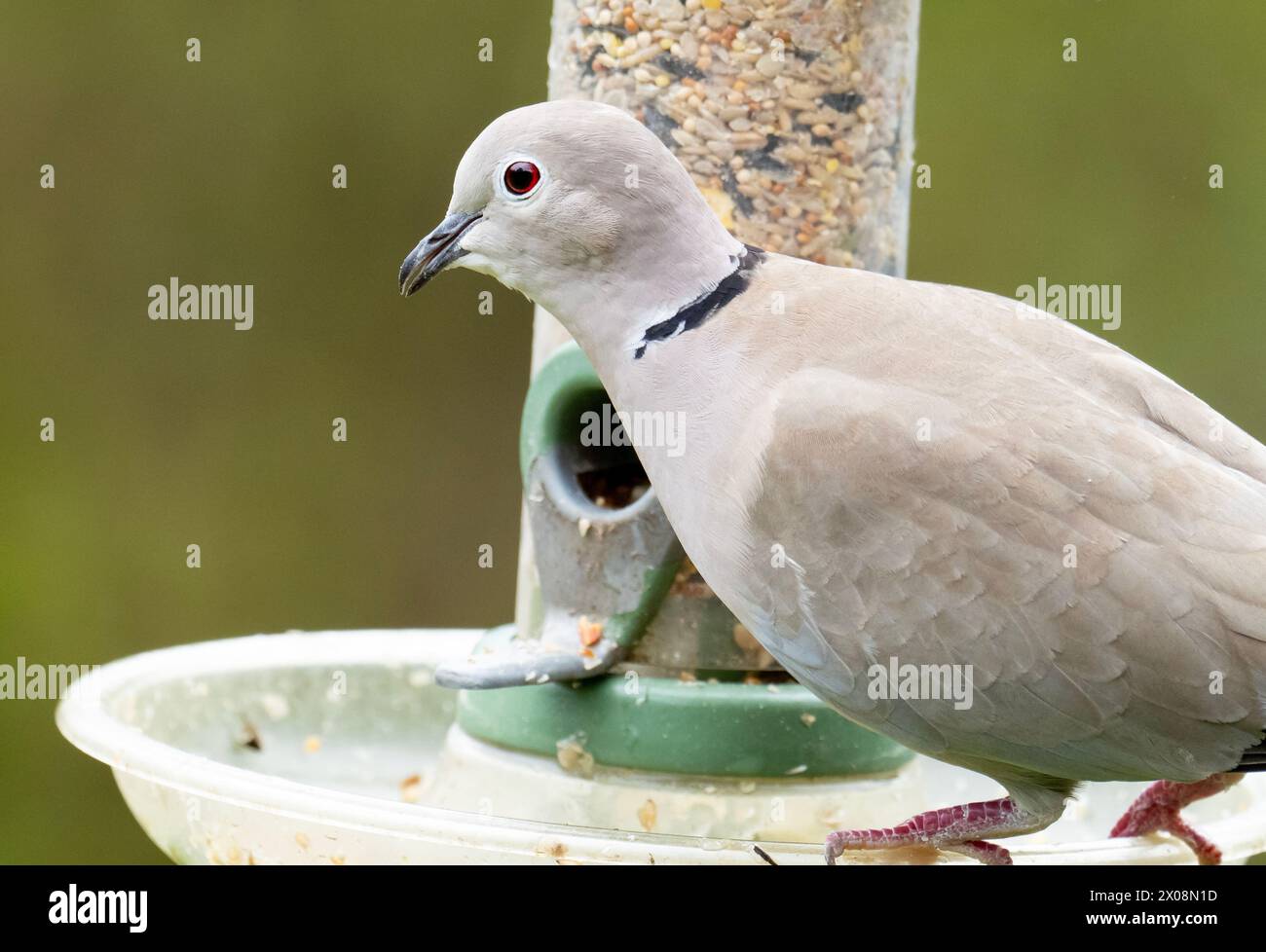 A Collared Dove, Streptopelia decaocto at Leighton Moss, Silverdale, Lancashire, Royaume-Uni. Banque D'Images