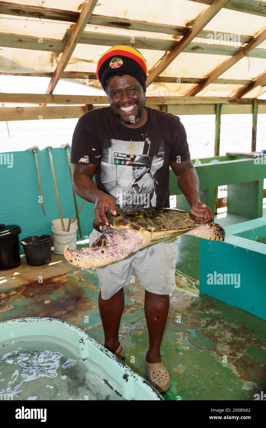 Old Hegg Turtle Sanctuary aide à la conservation des tortues Fauksbill (Eretmochelys Imbricata), en voie de disparition, Park Bay, île de Bequia, Caraïbes Banque D'Images