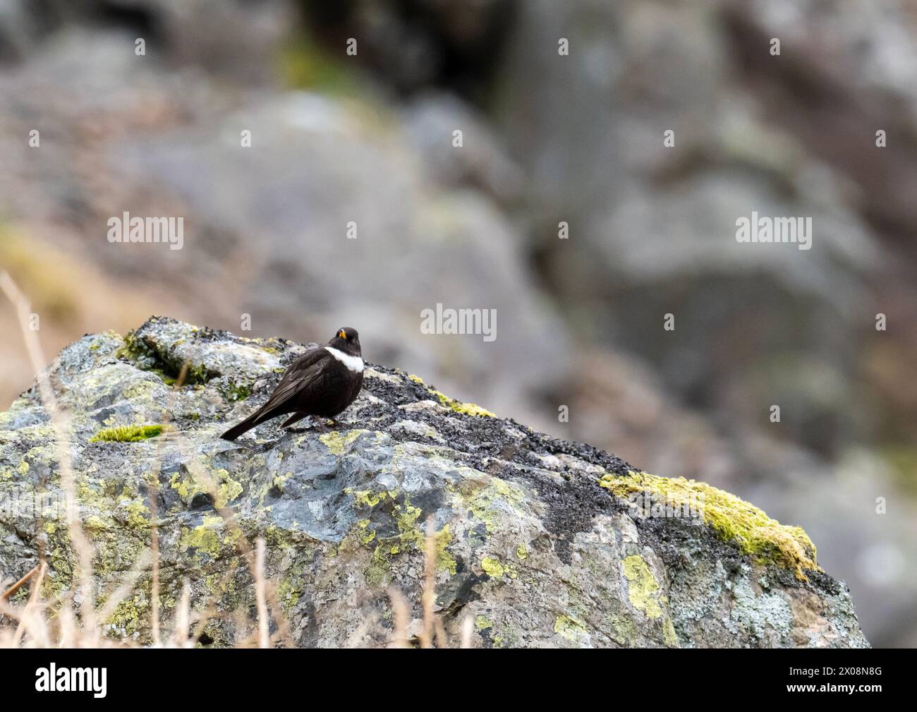 Un mâle Ring Ouzel, Turdus torquatus sur Carrock Fell, Lake District, Royaume-Uni. Banque D'Images