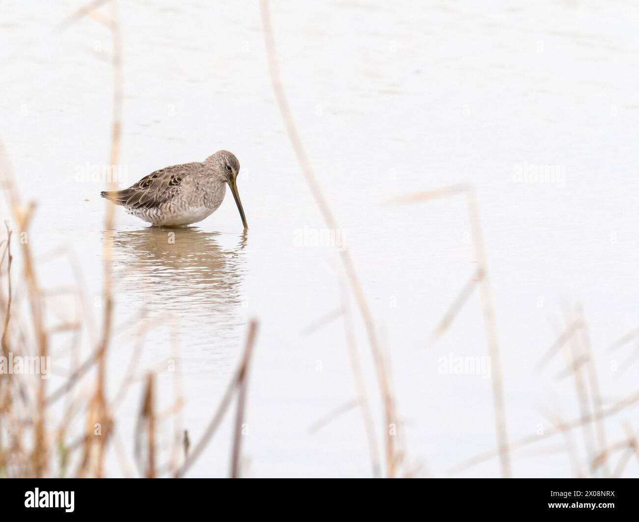 A long Billed Dowitcher, Limnodromus scolopaceus at Cley Next the Sea, Norfolk, Royaume-Uni. Banque D'Images