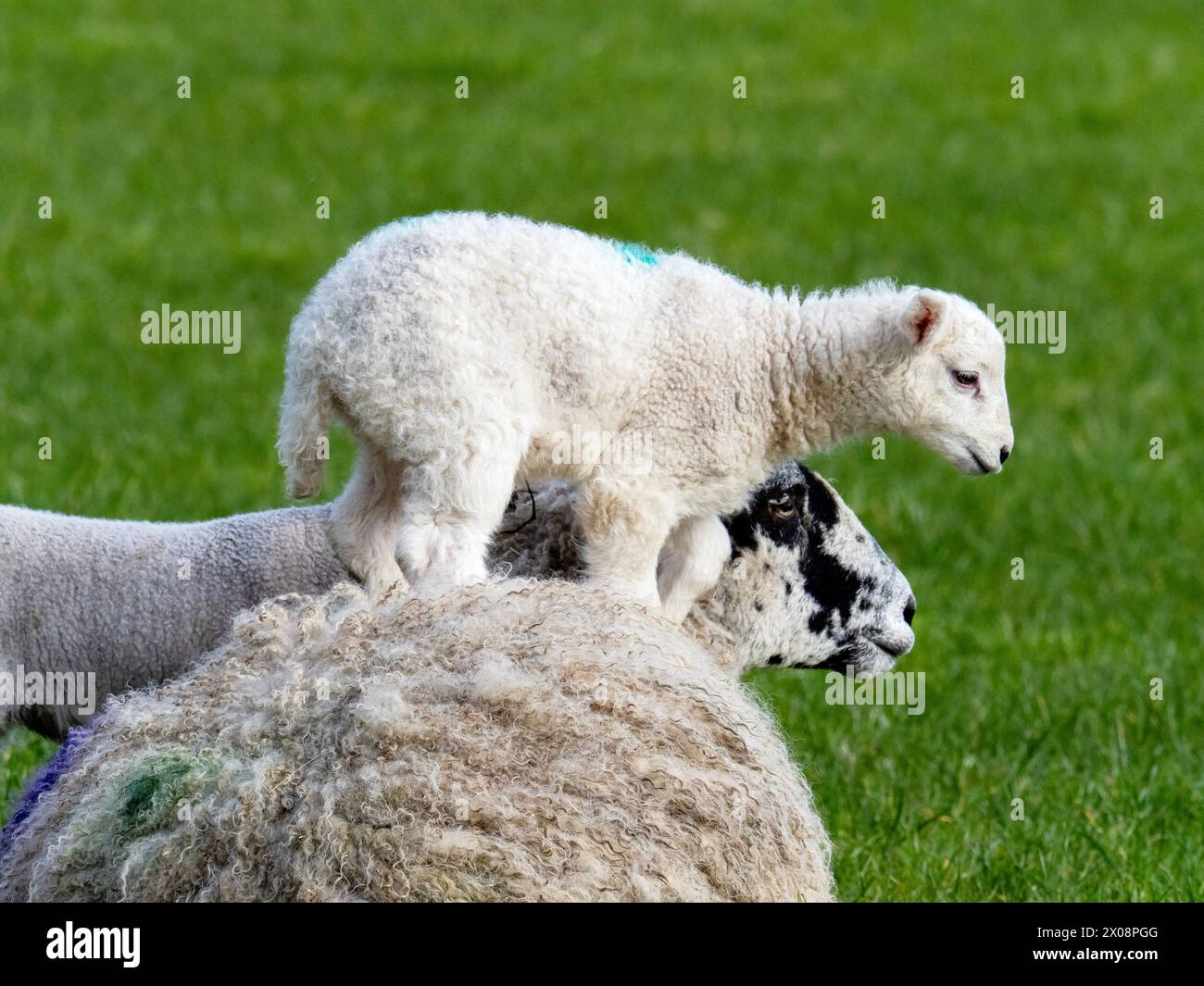 Un mouton avec un agneau sur le dos dans un champ fermier à Austwick, Yorkshire Dales, Royaume-Uni. Banque D'Images