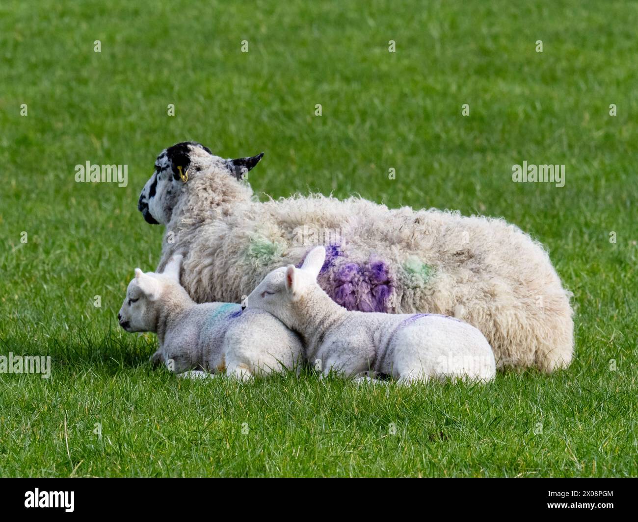 Moutons et agneaux dans un champ fermier à Austwick, Yorkshire Dales, Royaume-Uni. Banque D'Images