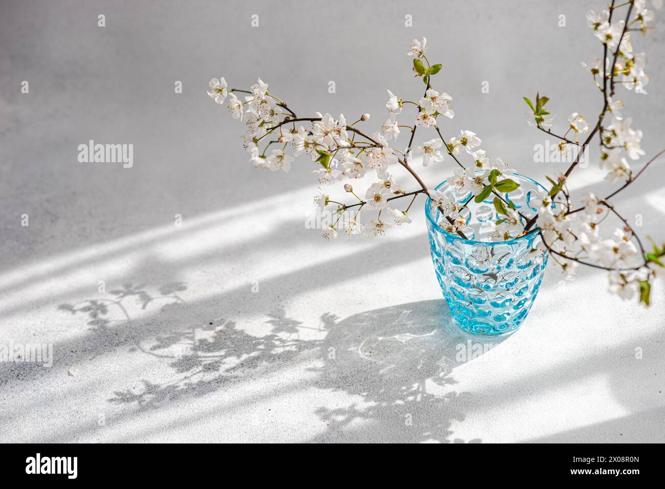 Branches de fleurs de cerisier gracieusement exposées dans un vase en verre bleu gaufré avec les ombres douces qu'elles projettent sur une surface blanche Banque D'Images