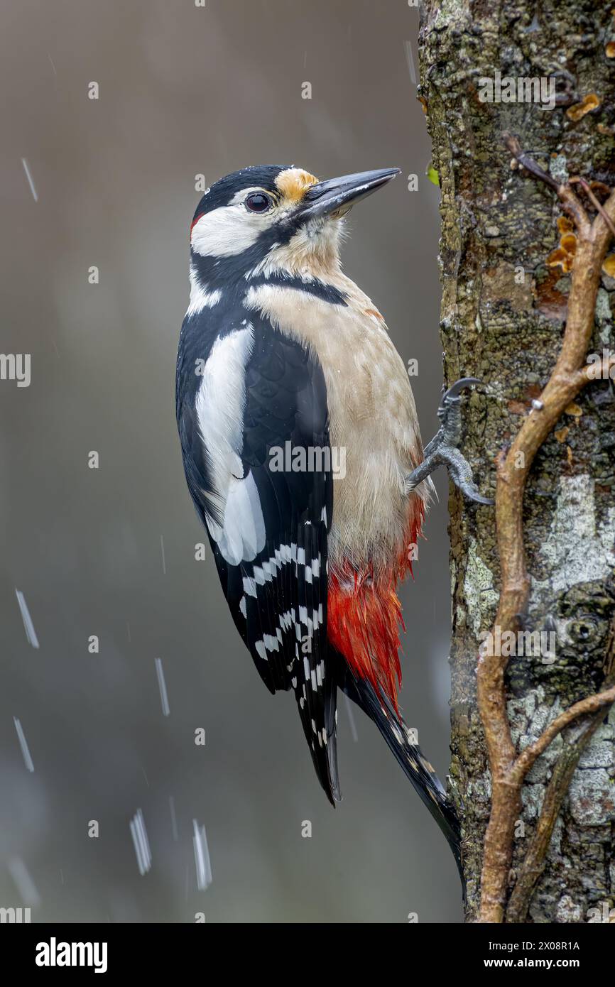 Un pic-bois saisissant se perche sur un tronc d'arbre au milieu de flocons de neige tombant, mettant en valeur l'hiver dans les montagnes Banque D'Images