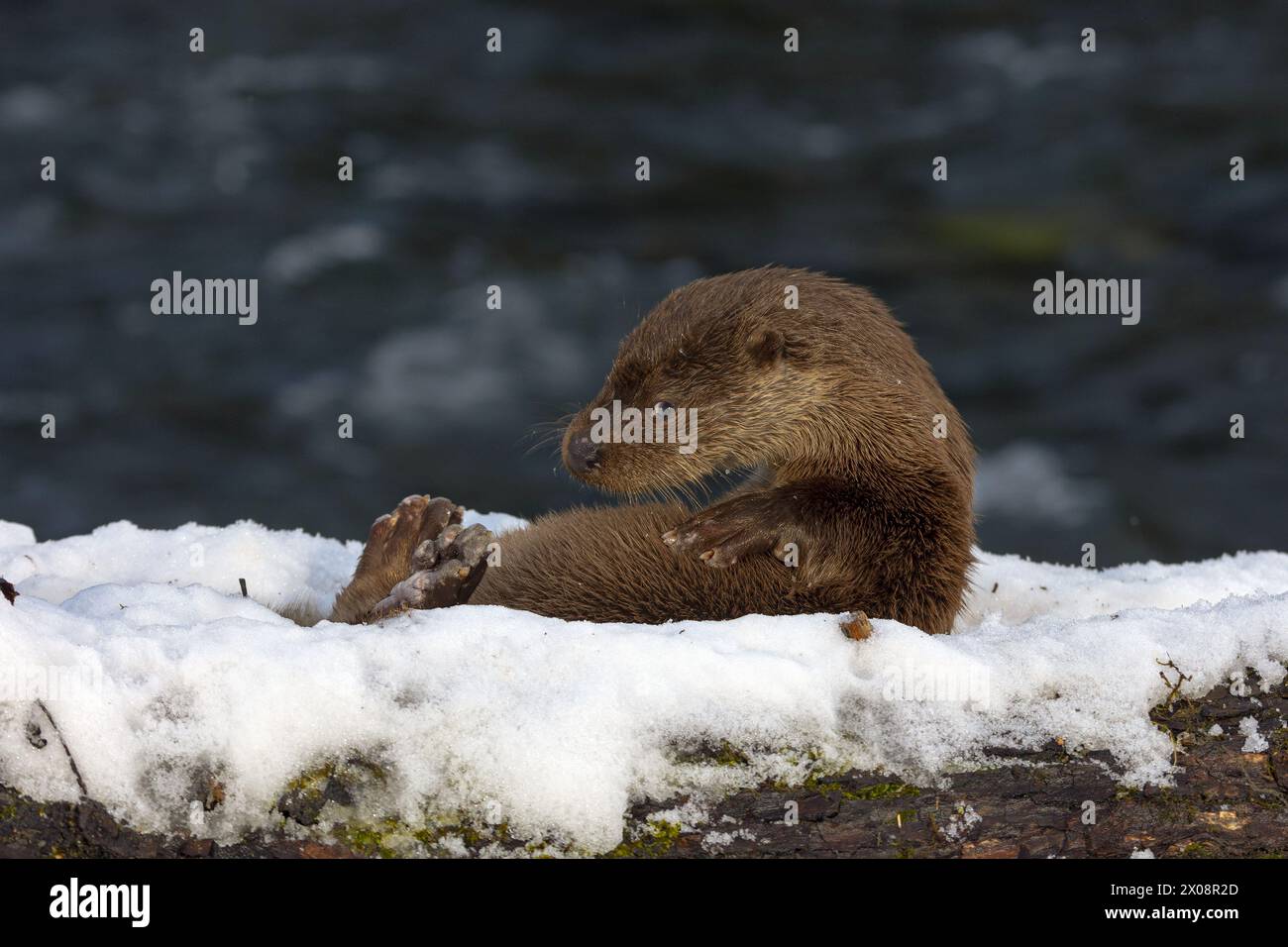 Une loutre sauvage s'incline sur une bûche enneigée près d'une rivière, sa fourrure humide et scintillante, mettant en valeur la beauté sereine de la faune en hiver Banque D'Images