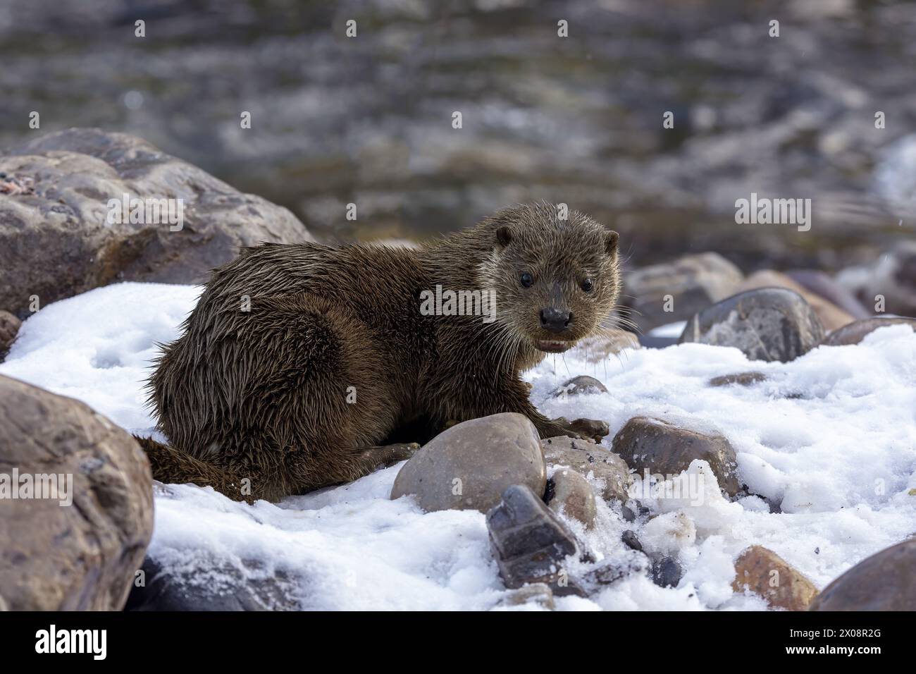 Une loutre sauvage se trouve au sommet des rochers enneigés avec une rivière qui coule en arrière-plan L'animal à fourrure est placé sur un fond montagneux hivernal Banque D'Images