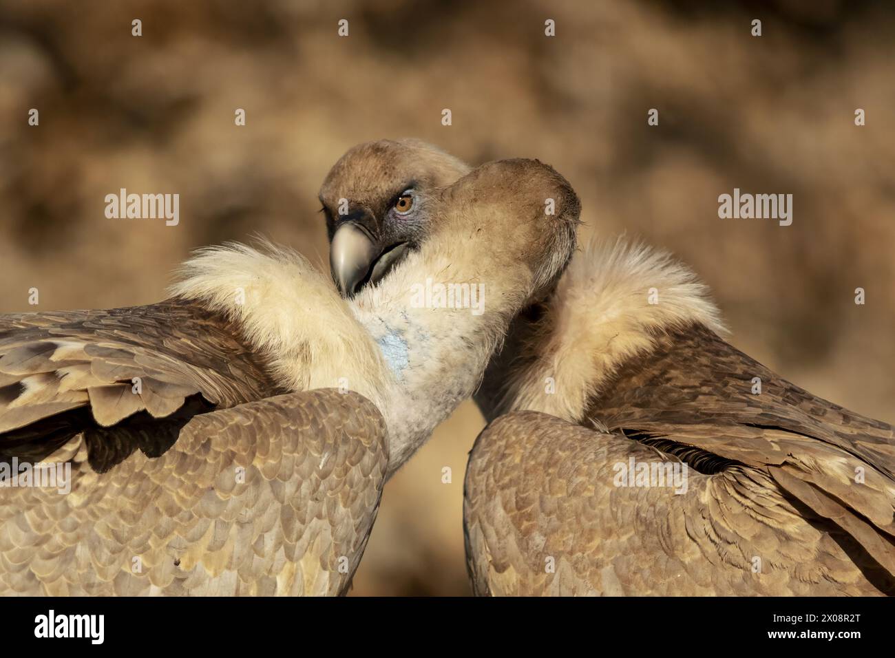 Deux vautours griffons partagent un moment tendre, leurs têtes se touchant doucement, sur un fond flou de tons chauds et terreux Banque D'Images