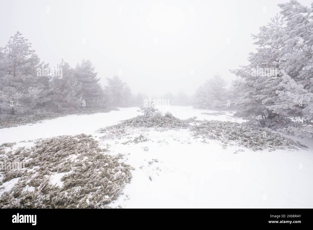Un paysage enneigé enveloppe un sentier forestier tranquille au milieu d'arbres gelés sereins dans un épais brouillard. Banque D'Images