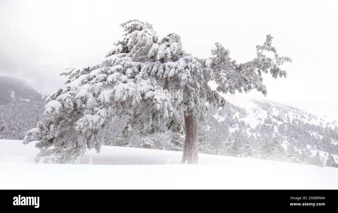 Un pin solitaire d'Alep se dresse couvert de neige dans le paysage hivernal serein du parc national de Guadarrama Banque D'Images