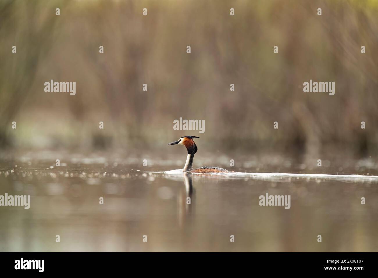 Un grand grebe à crête (Podiceps cristatus) flotte gracieusement sur la surface de l'eau sereine au milieu d'un fond légèrement flou, mettant en valeur son caractère distinctif Banque D'Images