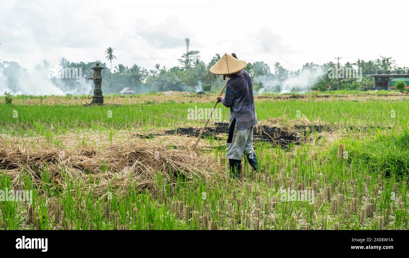 Un agriculteur balinais a tendance à cultiver dans une rizière luxuriante, avec un chapeau conique traditionnel et de la fumée en arrière-plan, illustrant l'agriculture rurale Banque D'Images