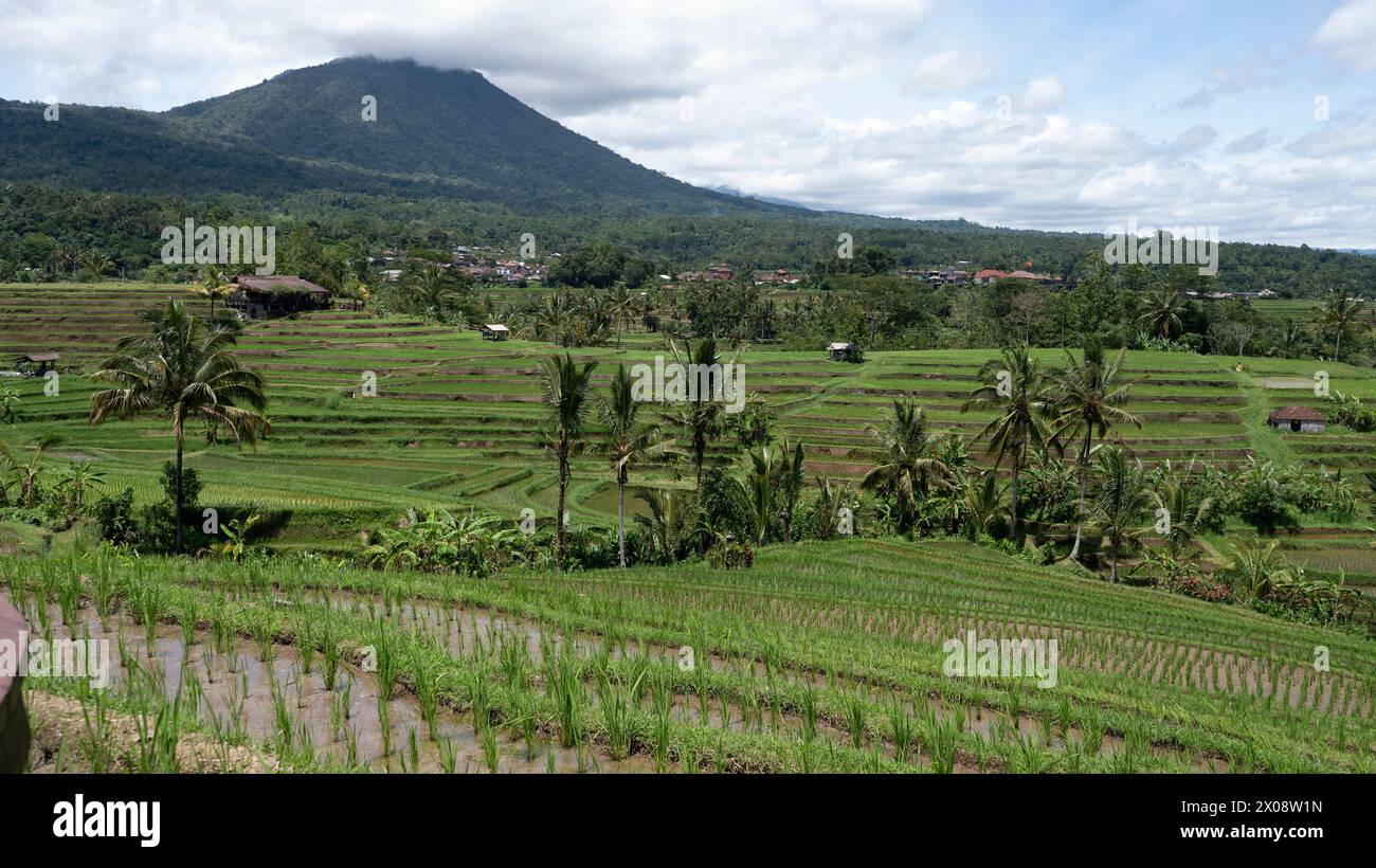 Les rizières verdoyantes en terrasses tombent sous la présence vigilante d'une montagne lointaine dans la campagne pittoresque de Bali Banque D'Images