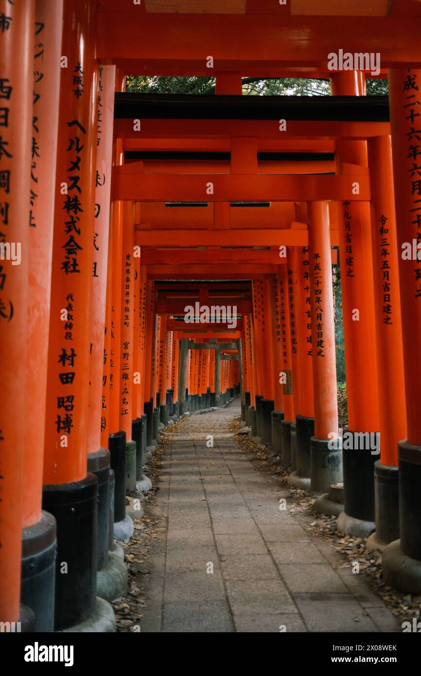 Un couloir emblématique de portes vermillon Torii borde une passerelle paisible dans un sanctuaire japonais, incarnant une expérience de voyage par excellence au Japon Banque D'Images