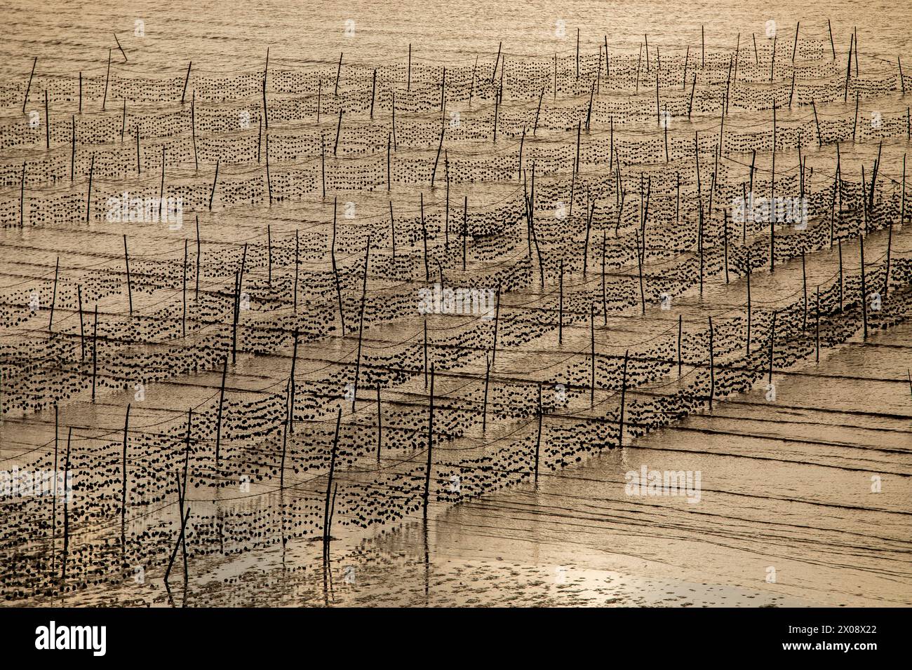 Une vue sereine d'une ferme de crevettes vietnamienne traditionnelle avec d'innombrables poteaux en bois et des filets jetant des ombres complexes dans la lumière incandescente des setti Banque D'Images