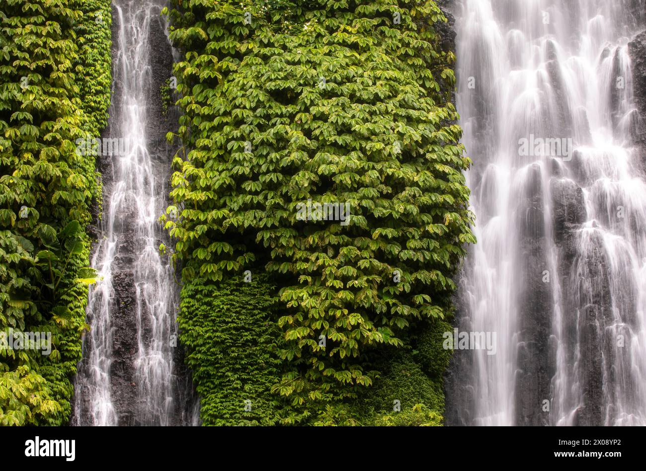 Un feuillage vert luxuriant engloutit une cascade sereine, créant un spectacle époustouflant de juxtaposition et d'harmonie de la nature Banque D'Images