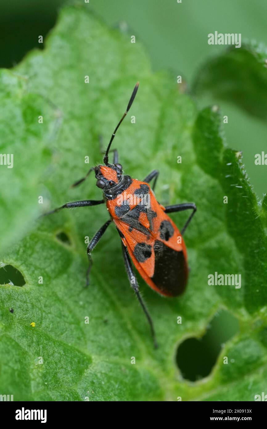 Gros plan vertical détaillé sur une guêpe maçonne précoce, Ancistrocerus nigricornis assise sur du bois Banque D'Images