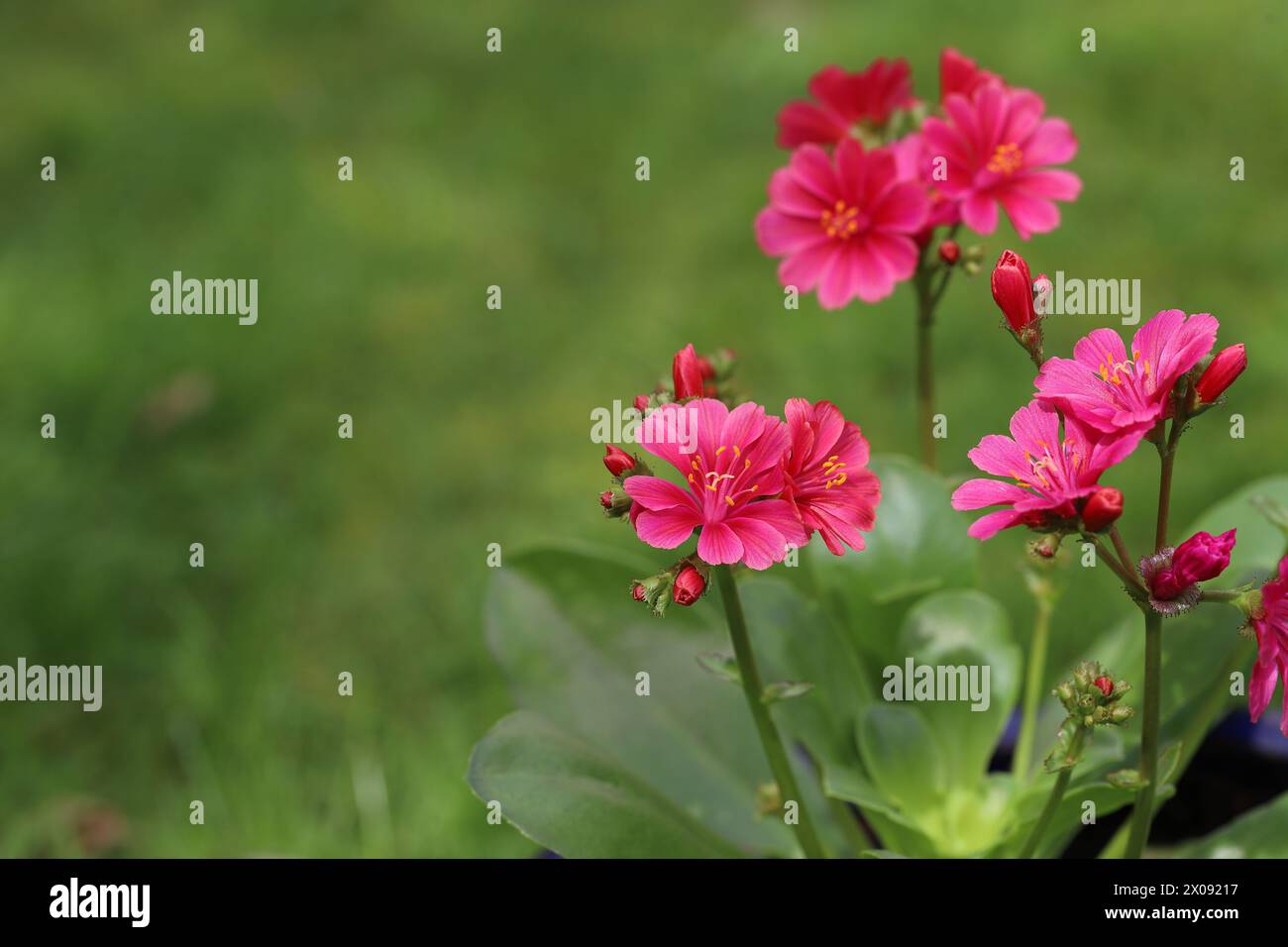 Gros plan de fleurs de cotyledon 'Eldora' de Lewisia couleur saumon sur fond vert, vue de côté, espace de copie Banque D'Images